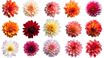 Set of  Colorful Gerbera roses Flowers collection isolated on White Background. Red, Pink, Yellow, White , Orange Colors .studio shot, Generative Ai - obrazy, fototapety, plakaty
