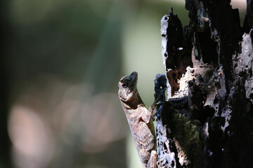Basilista lizard at Tortuguero in Costa Rica - obrazy, fototapety, plakaty