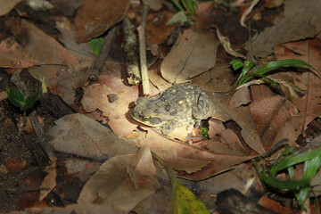 Fototapeta premium Frog in the forest in Costa Rica