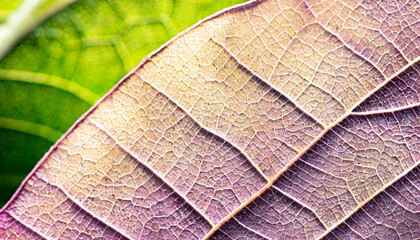 macro photography of leaf texture pattern, leaf background with veins and cells