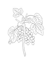 Coloring page for adults. Line art coloring activity. Beautiful hand-drawn berries.  Mindful coloring for stress relief. Vector illustration - 763494756