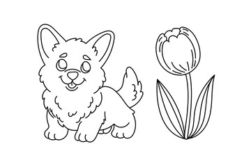 Line art coloring page for kids. Kindergarten or preschool coloring activity. Kawaii welsh corgi puppy and tulip. Cute pet vector illustration - 763494969