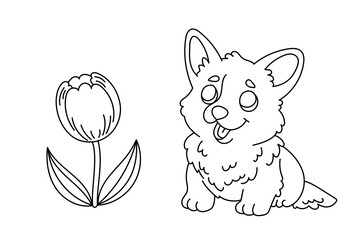 Line art coloring page for kids. Kindergarten or preschool coloring activity. Kawaii welsh corgi puppy and tulip. Cute pet vector illustration - 763495133