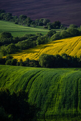 Obraz premium field, landscape, agriculture, sky, nature, yellow, green, countryside, meadow, spring, grass, rural, rapeseed, canola, summer, farm, flower, blue, country, crop, plant, tree, beautiful, clouds, oilse