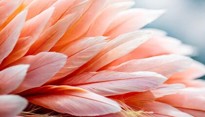 beauty delicate bird background abstract flamingo soft pink feather texture beautiful colourful colours pink bright coloured feathers feathering macro feather background background plumage pattern