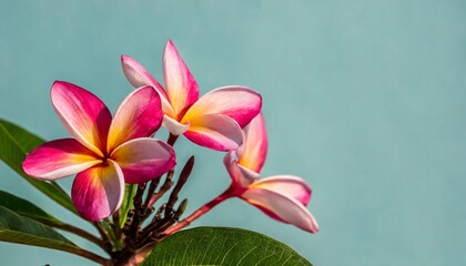 plumeria flowers in bright pink against a isolated pastel background copy space