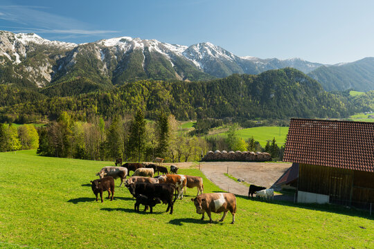 Weidende Kühe, Bauernhof, Sengsengebirge, Tamberg, Windischgarsten, Oberösterreich, Österreich