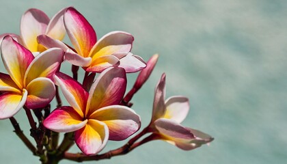 plumeria flowers in bright pink against a isolated pastel background copy space