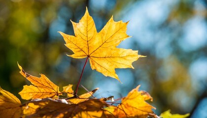 Naklejka na ściany i meble autumn maple leaves on blurred bokeh background beautiful autumnal background