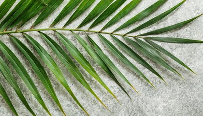 lush green curved palm leaves isolated on background overlay texture