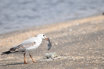 black headed gull, bird fishing