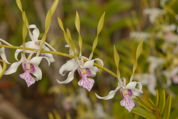 orchid flowers