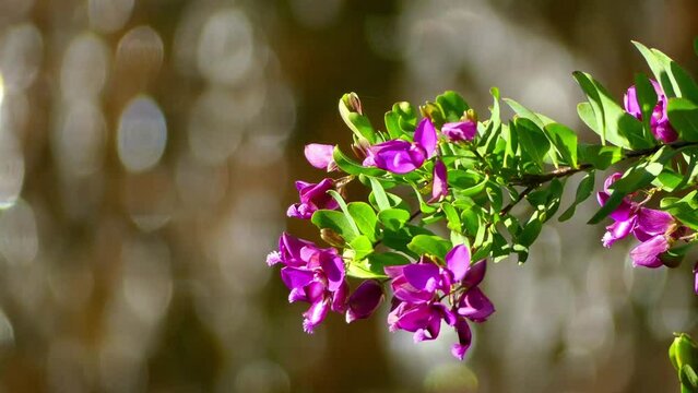 Polygala myrtifolia, the myrtle-leaf milkwort, is an evergreen tall South African shrub or tree, from Clanwilliam in Western Cape to KwaZulu-Natal. It belongs to the milkwort family of Polygalaceae.