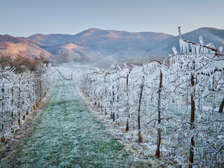 Frostschutz, vereiste Marillenb&auml;ume, Wachau, Nieder&ouml;sterreich, &Ouml;sterreich