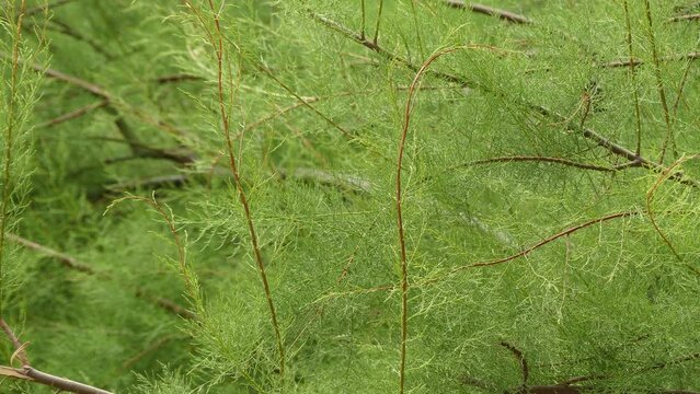 Tamarix (tamarisk, salt cedar) is composed of flowering plants in family Tamaricaceae, native to drier areas of Eurasia. Generic name and may refer to Tamaris River in Hispania Tarraconensis.