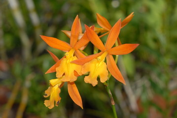 Orange Orchid