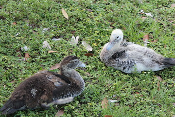 Family of ducks in the grass