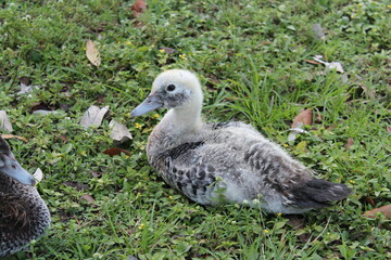 Family of ducks in the grass