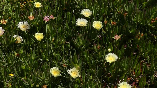 Carpobrotus edulis (Mesembryanthemum edule) is ground-creeping plant in genus Carpobrotus, South Africa. Hottentot-fig, ice plant, highway ice plant or pigface and in South Africa as sour fig (suurvy)