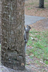 Squirrel by itself on the tree 
