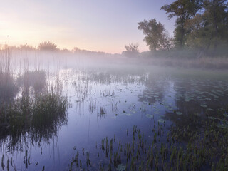 Sonnenaufgang in den Donauauen, Niederösterreich, Österreich