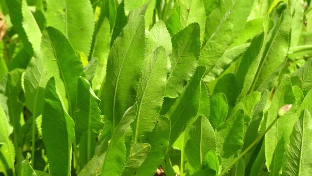 Tanacetum balsamita is perennial temperate herb known as costmary, alecost, balsam herb, bible leaf, or mint geranium.