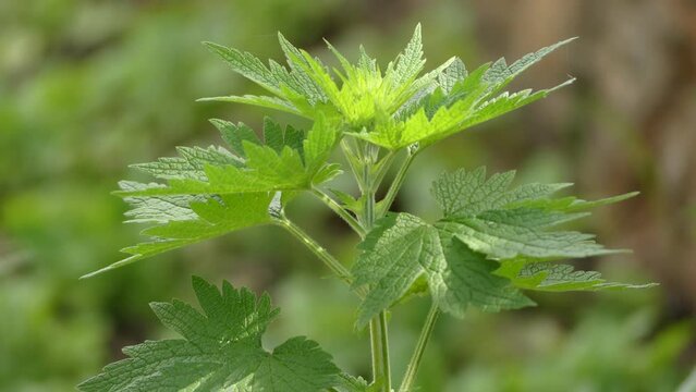 Leonurus cardiaca, known as motherwort