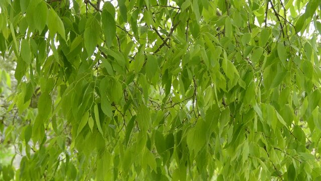 Celtis australis or European nettle tree