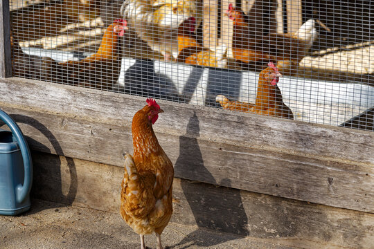Brown and white chicken outside of barn at farm of Swiss City of Zürich on a sunny spring afternoon. Photo taken March 20th, 2024, Zurich, Switzerland.