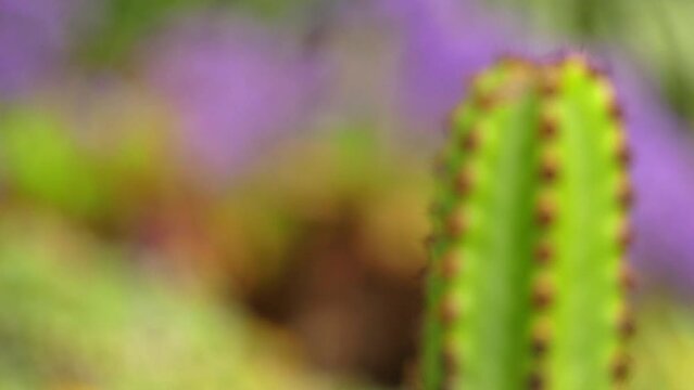Euphorbia canariensis, commonly known as Canary Island spurge, Hercules club or in Spanish card&oacute;n, : 206 is succulent member of genus Euphorbia and family Euphorbiaceae endemic to Canary Islands.