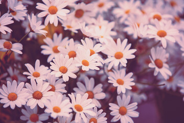 Vintage chamomile flowers. Beautiful nature flowers background. Spring nature background - 763506519