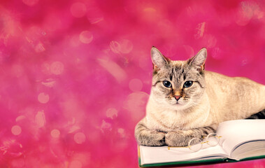 Funny business cat with book and glasses on glitter background in Viva magenta color - 763506541