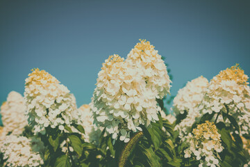 Blooming white hydrangea flowers against the blue sky - 763506996