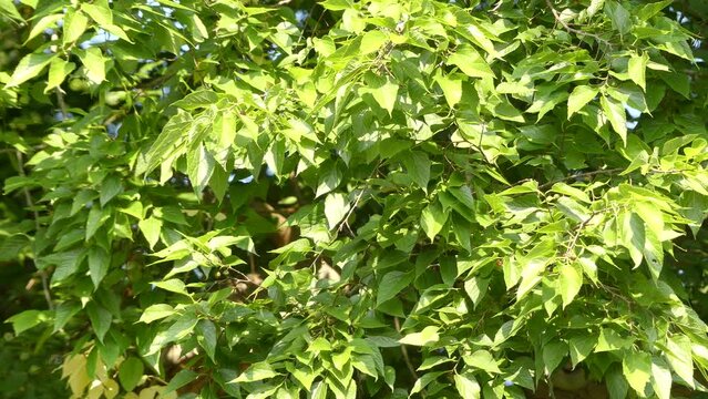 Celtis occidentalis, known as common hackberry