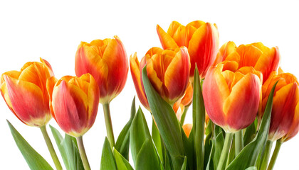Orange Tulpen am unteren Rand isoliert auf weißen Hintergrund, Freisteller 