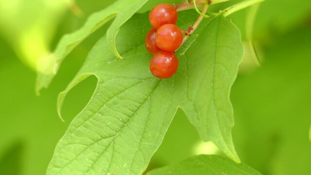 Viburnum opulus (common name guelder-rose)