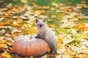 The little kitten stays near the big musky gourd. Cat on fallen yellow leaves in autumn - 763507766