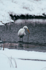 tree, sky, sunset, landscape, nature, autumn, winter, silhouette, trees, sun, forest, clouds, field, sunrise, mountain, spring, blue, evening, fog, cloud, grass, dark, leaves, branch, rural