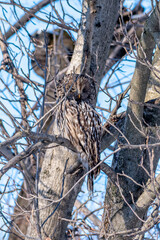 owl, bird, animal, eyes, beak, nature, wildlife, eagle, feather, bird of prey, wild, eye, predator, portrait, feathers, eagle owl, brown, hunter, raptor, wise, prey, owls, birds, closeup, fly
