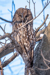 owl, bird, animal, eyes, beak, nature, wildlife, eagle, feather, bird of prey, wild, eye, predator, portrait, feathers, eagle owl, brown, hunter, raptor, wise, prey, owls, birds, closeup, fly