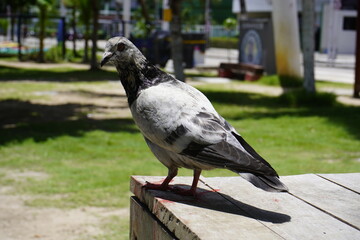 
City doves or City pigeons (Columba livia f. domestica) Fortaleza, Mirelles Beach. Brazil