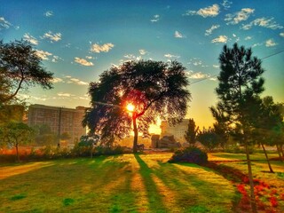 Obraz premium sunset in the park. sky, landscape, tree, nature, field, sunset, grass, 