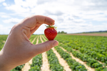 Hand with strawberry in the field in spring