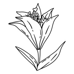 Illustration of lily flower. Beautiful decorative plant. - 763512160