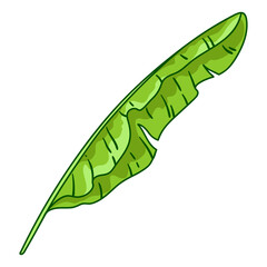Illustration of banana palm leaf. Decorative image of tropical foliage and plant. - 763512342