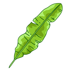 Illustration of banana palm leaf. Decorative image of tropical foliage and plant. - 763512960
