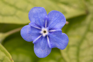 Blue eyed mary (Omphalodes verna) semi evergreen perennial ground cover