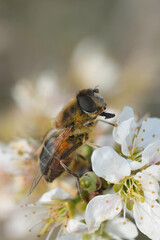 Vertical soft closeup on a drone fly, Eristalis pertinax sitting on a white blossoming Blackthorn - obrazy, fototapety, plakaty