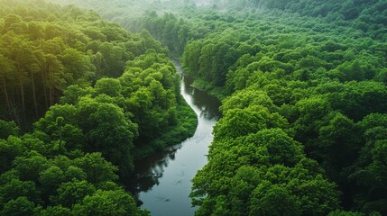 Naklejka na ściany i meble The environment: A serene forest scene with a winding river and lush green trees