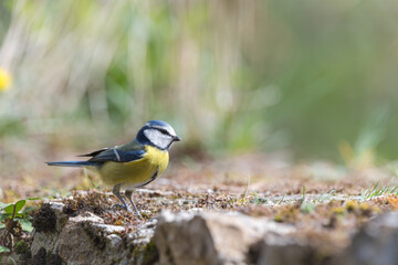 Blue tit (Parus caeruleus) resting on an old stone wall covered in moss - 763514540